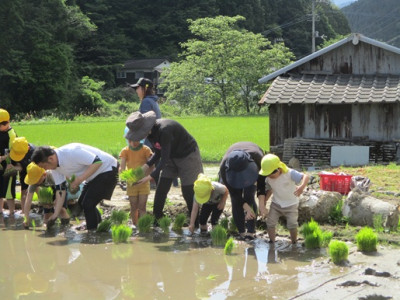 田植え開始